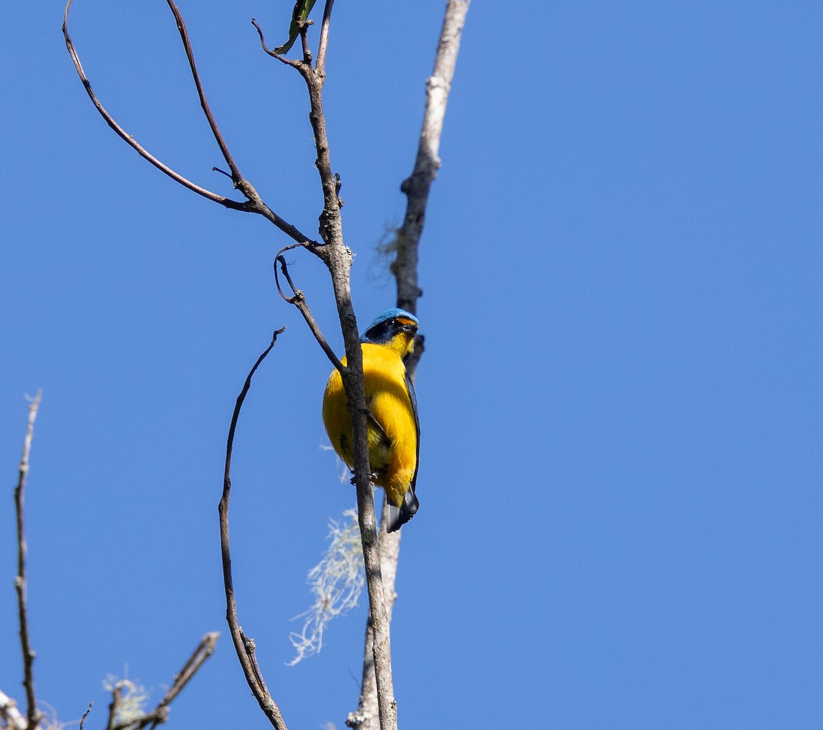 Organiste de Porto Rico - ML646718498