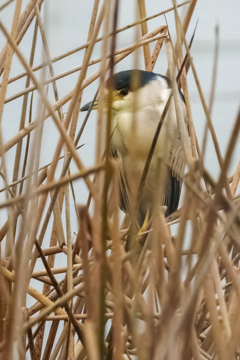 אנפת לילה - ML646718499