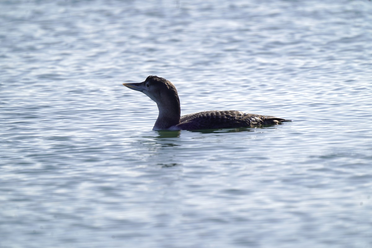 Гагара білодзьоба - ML646718507