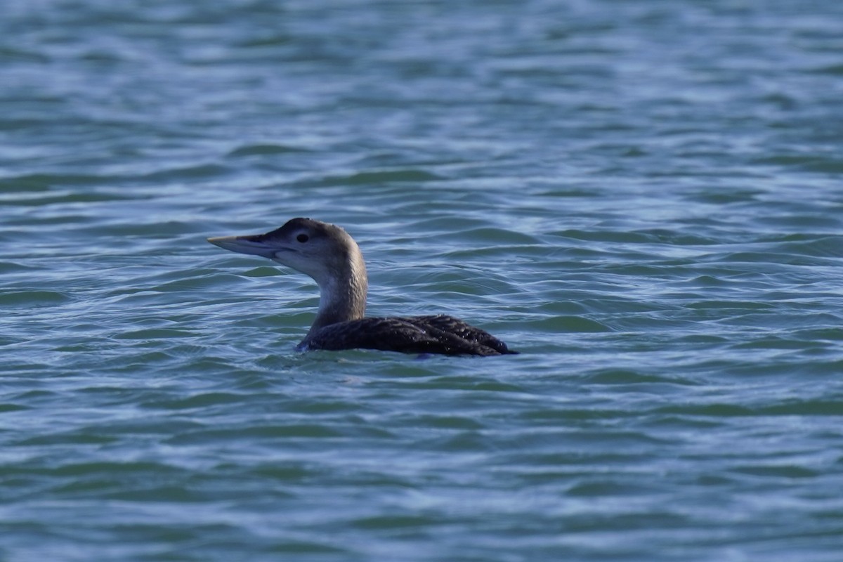 Гагара білодзьоба - ML646718508