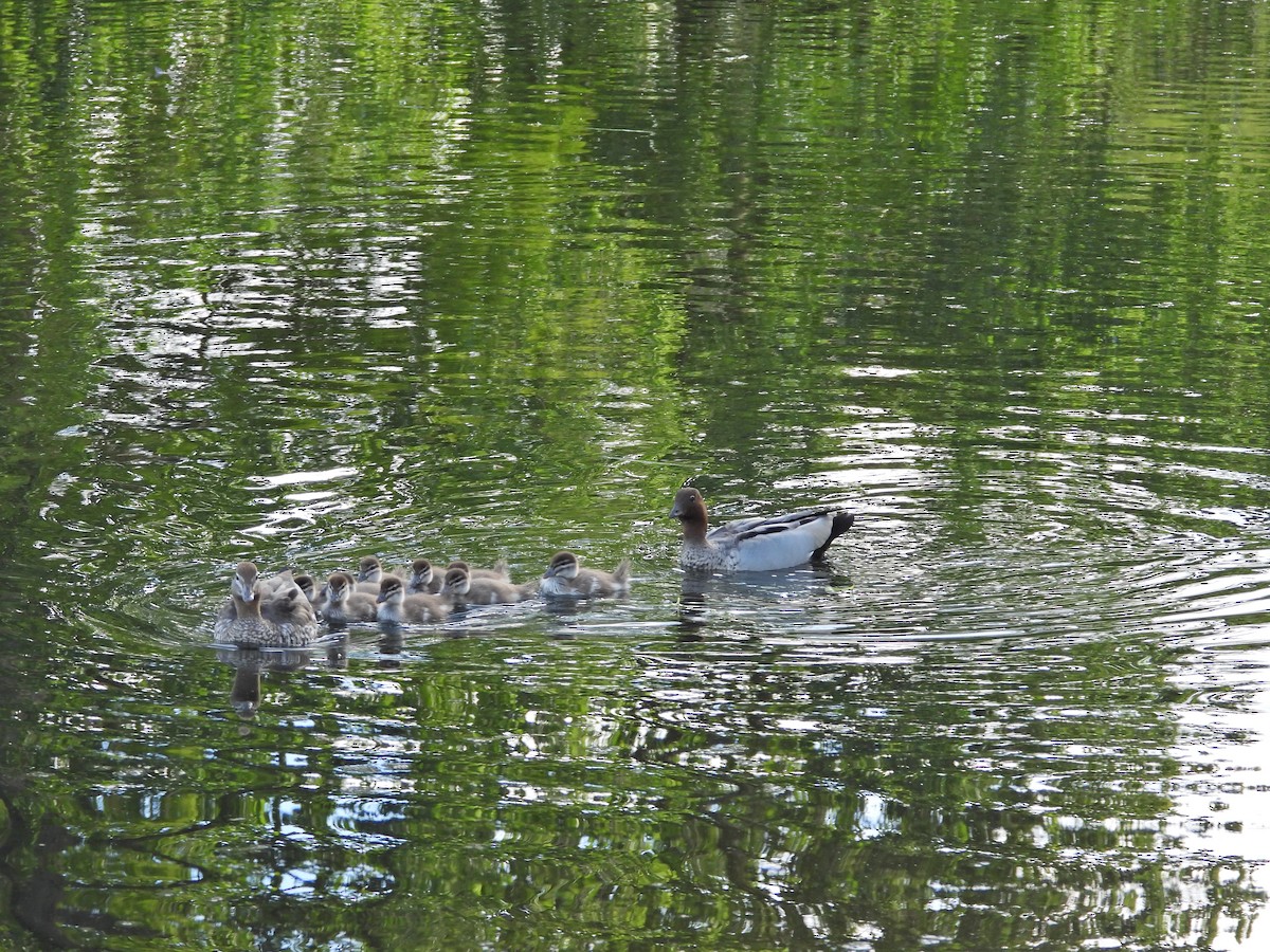 Mähnenente - ML646718509