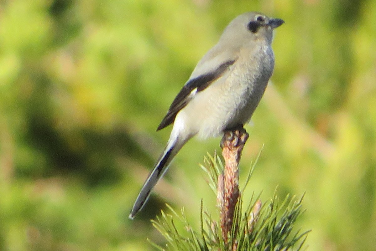 ťuhýk severní - ML646718511