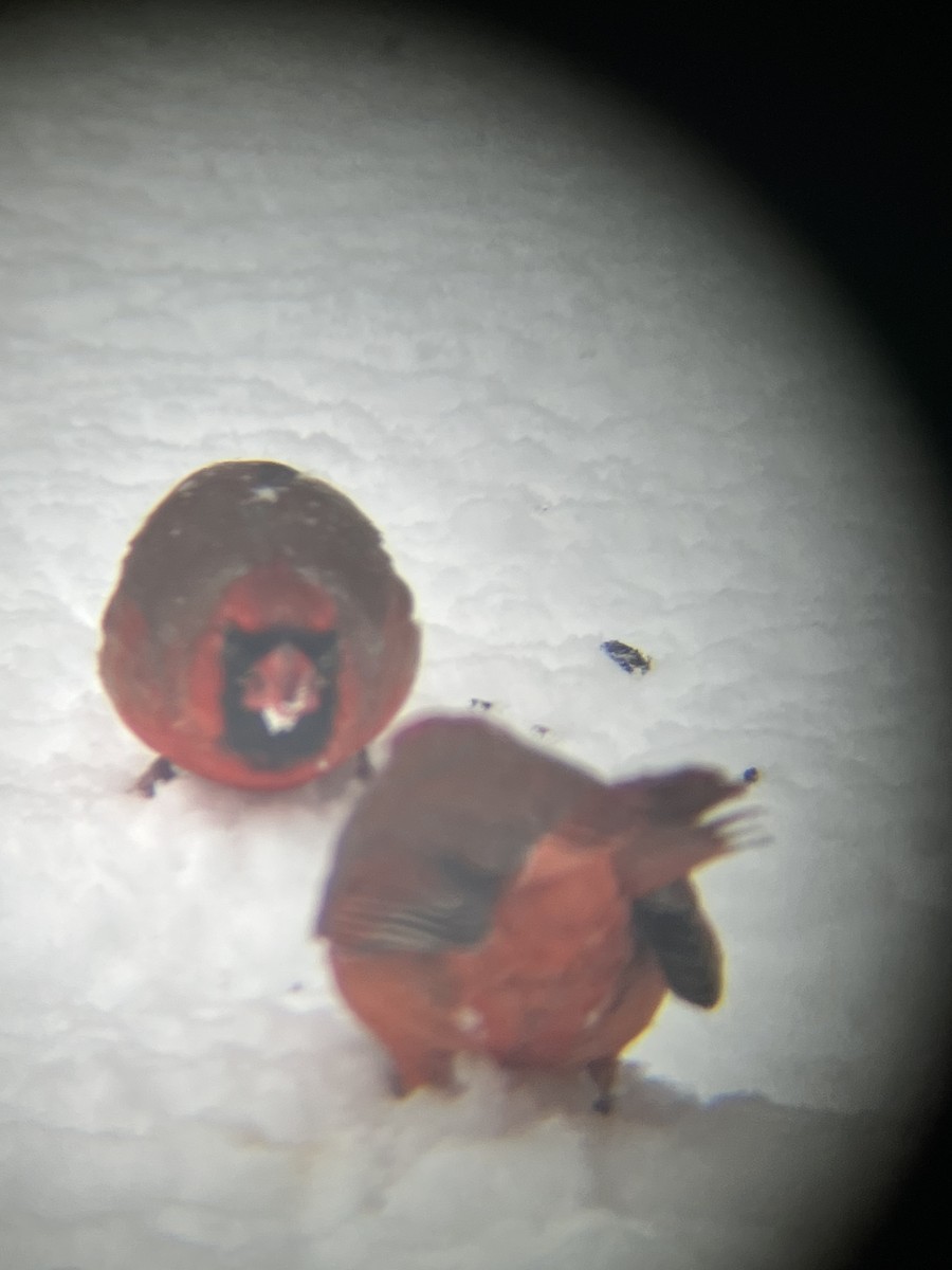 Northern Cardinal - ML646718515