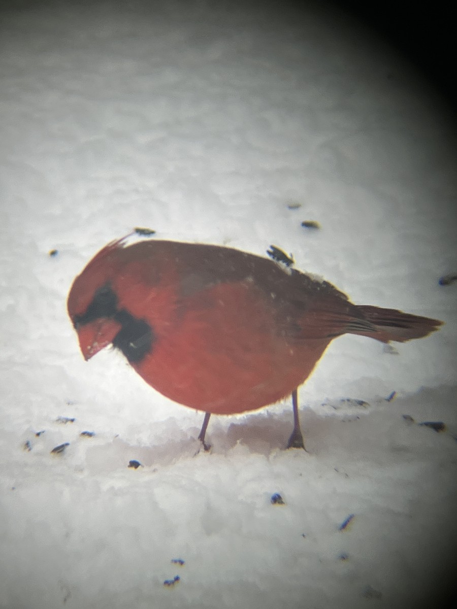 Northern Cardinal - ML646718516