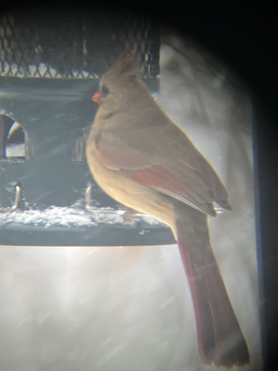 Northern Cardinal - ML646718517