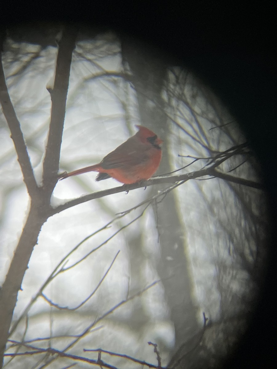 Northern Cardinal - ML646718518