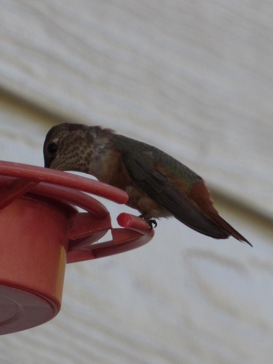 アカフトオハチドリ - ML646718521