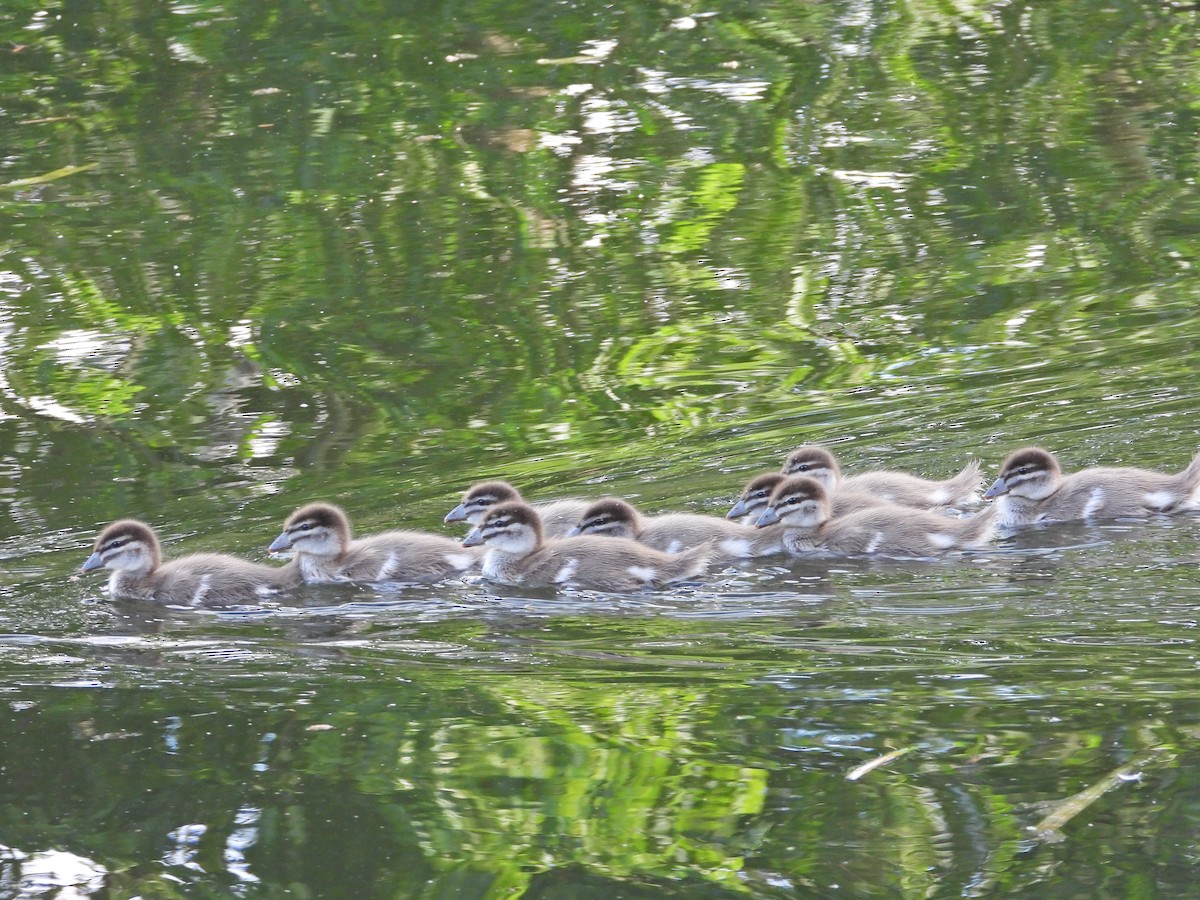 Mähnenente - ML646718522