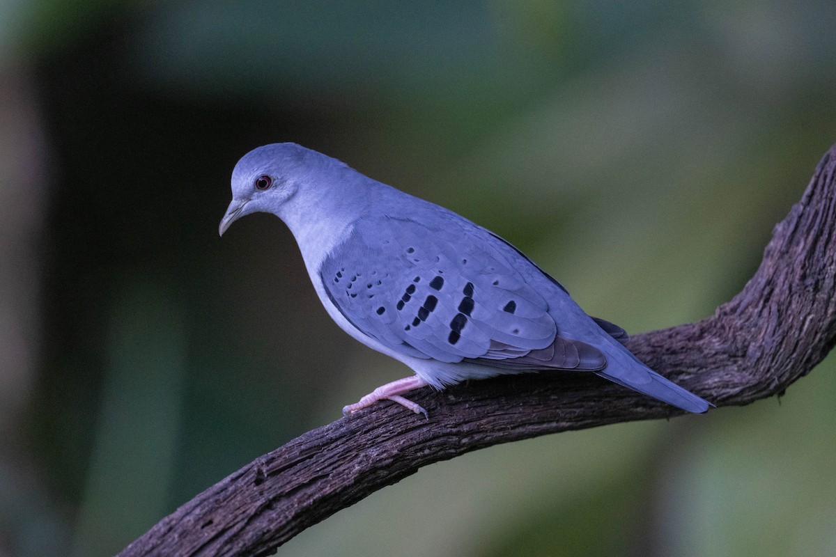 Талпакоті сірий - ML646718523