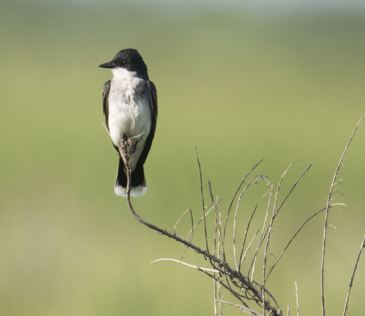 Tirano Oriental - ML646718529