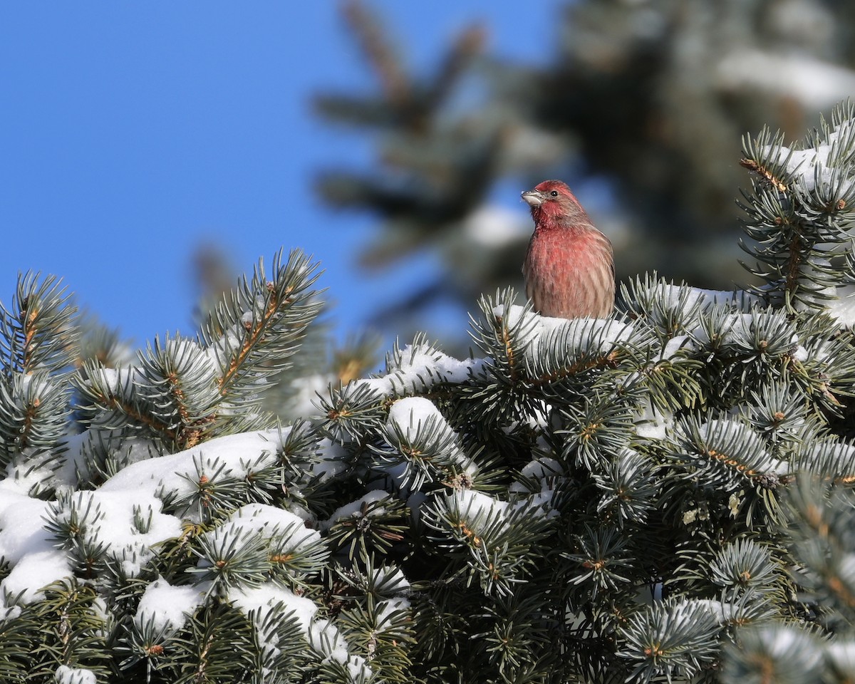 House Finch - ML646718531