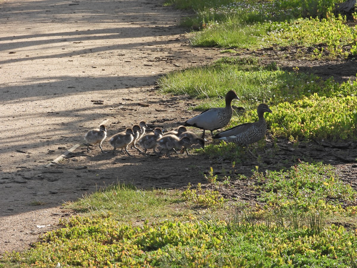 Mähnenente - ML646718532