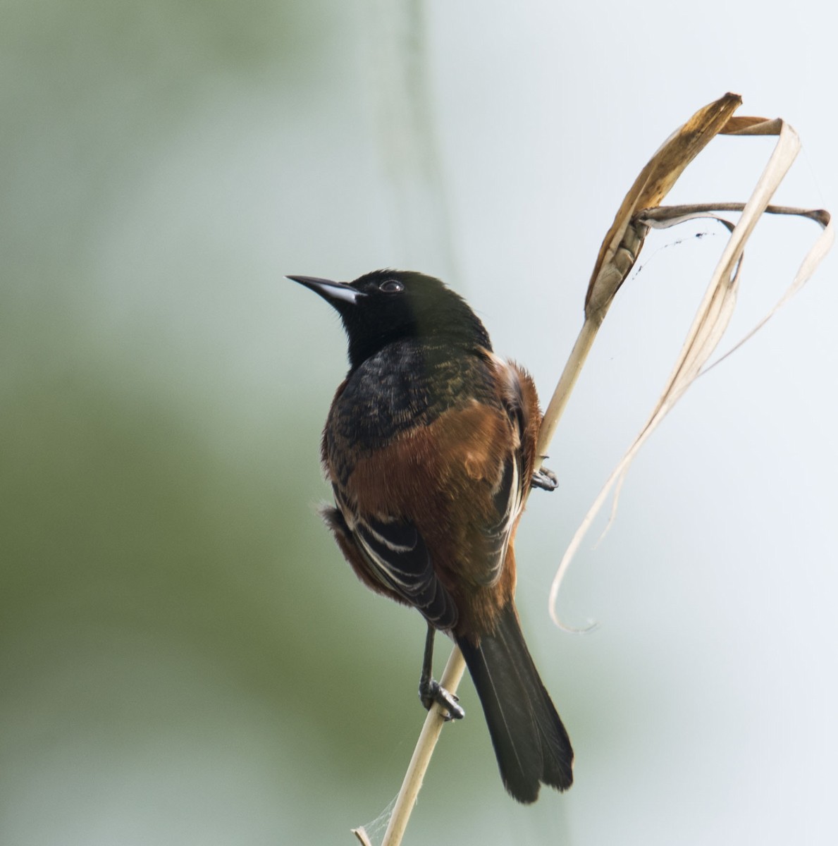 Orchard Oriole - ML646718542