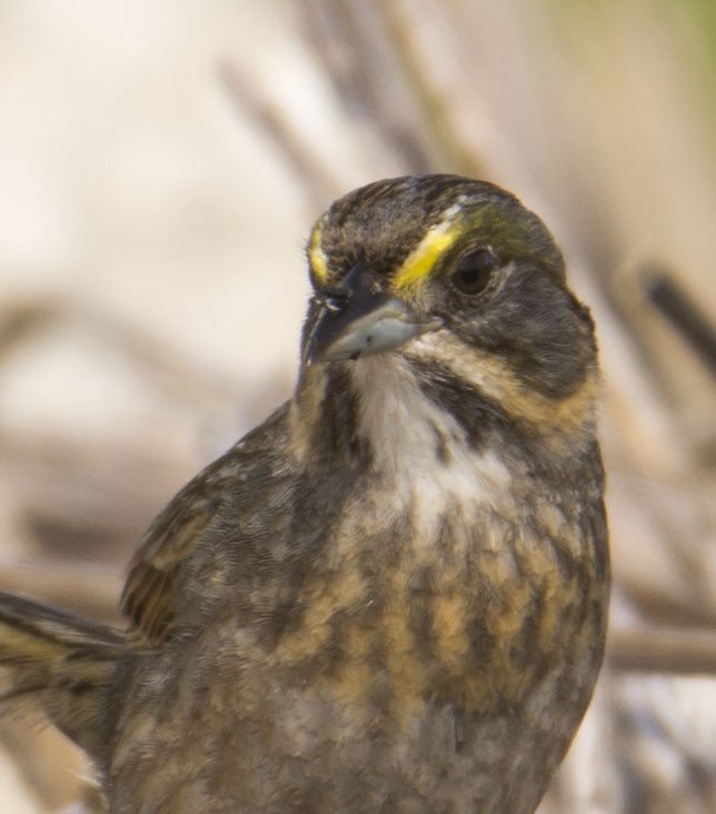 Seaside Sparrow - ML646718545