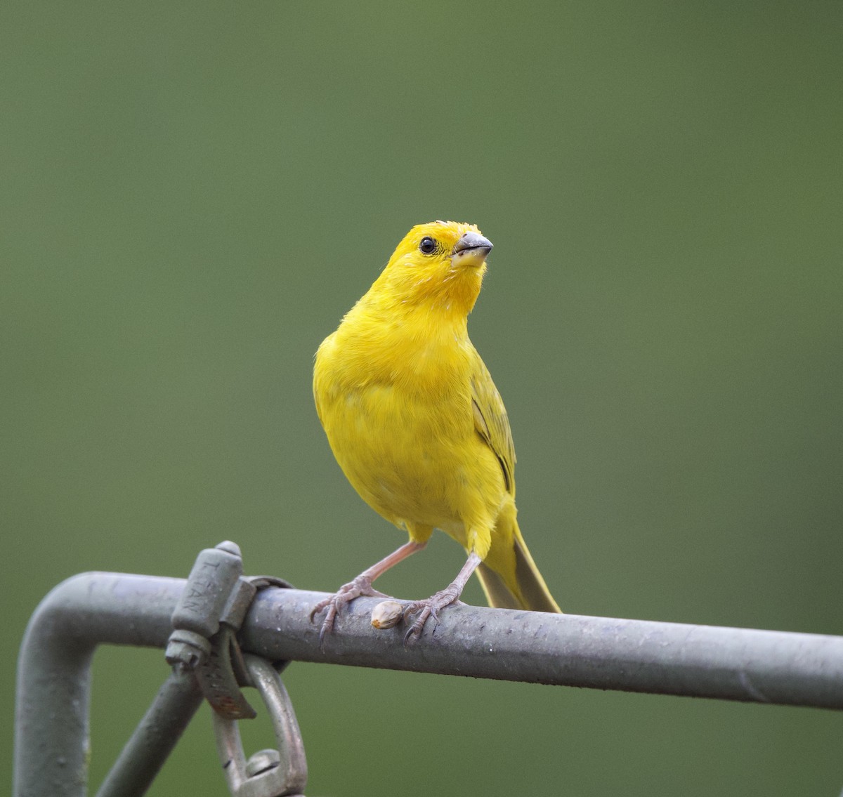 Saffron Finch - ML646718546