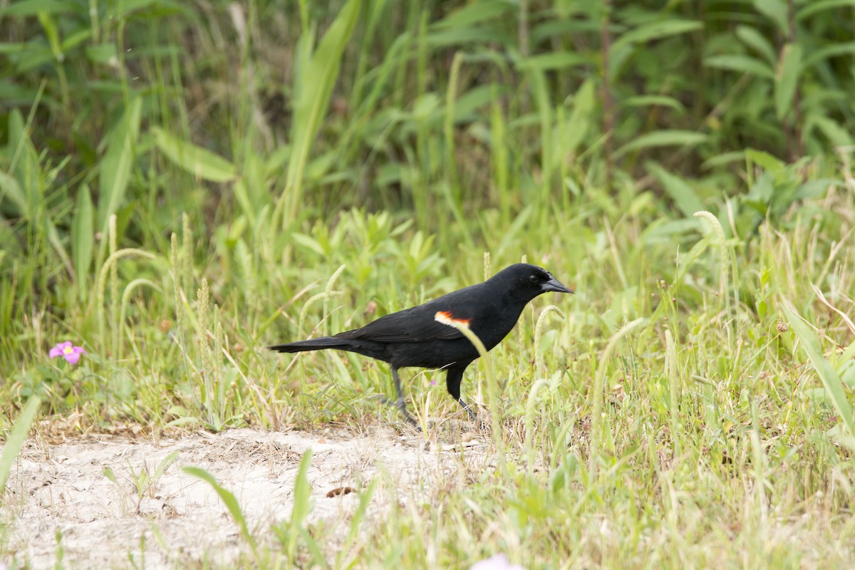 שחרורית אדומת-כנף - ML646718547