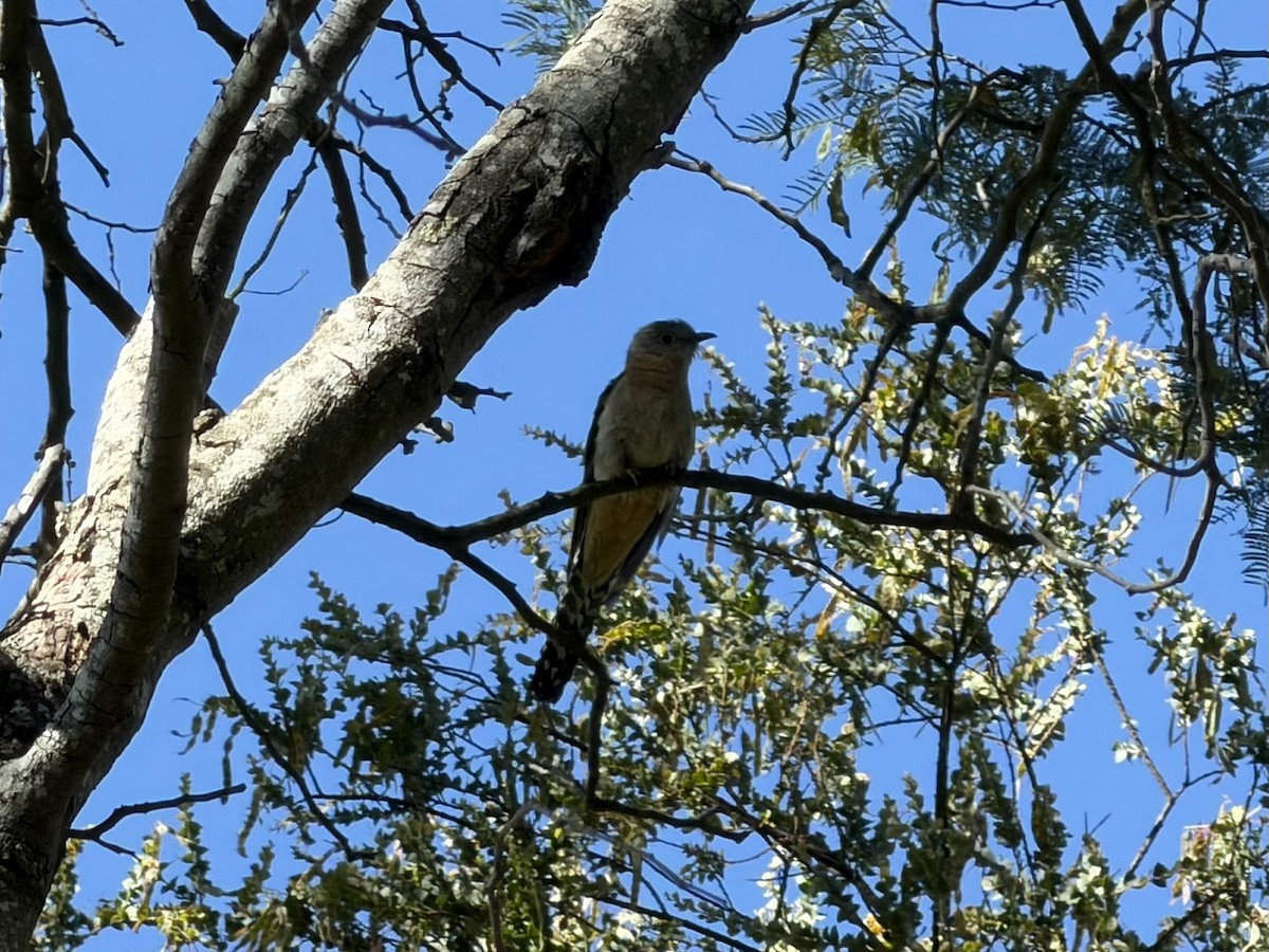 Fan-tailed Cuckoo - ML646718548