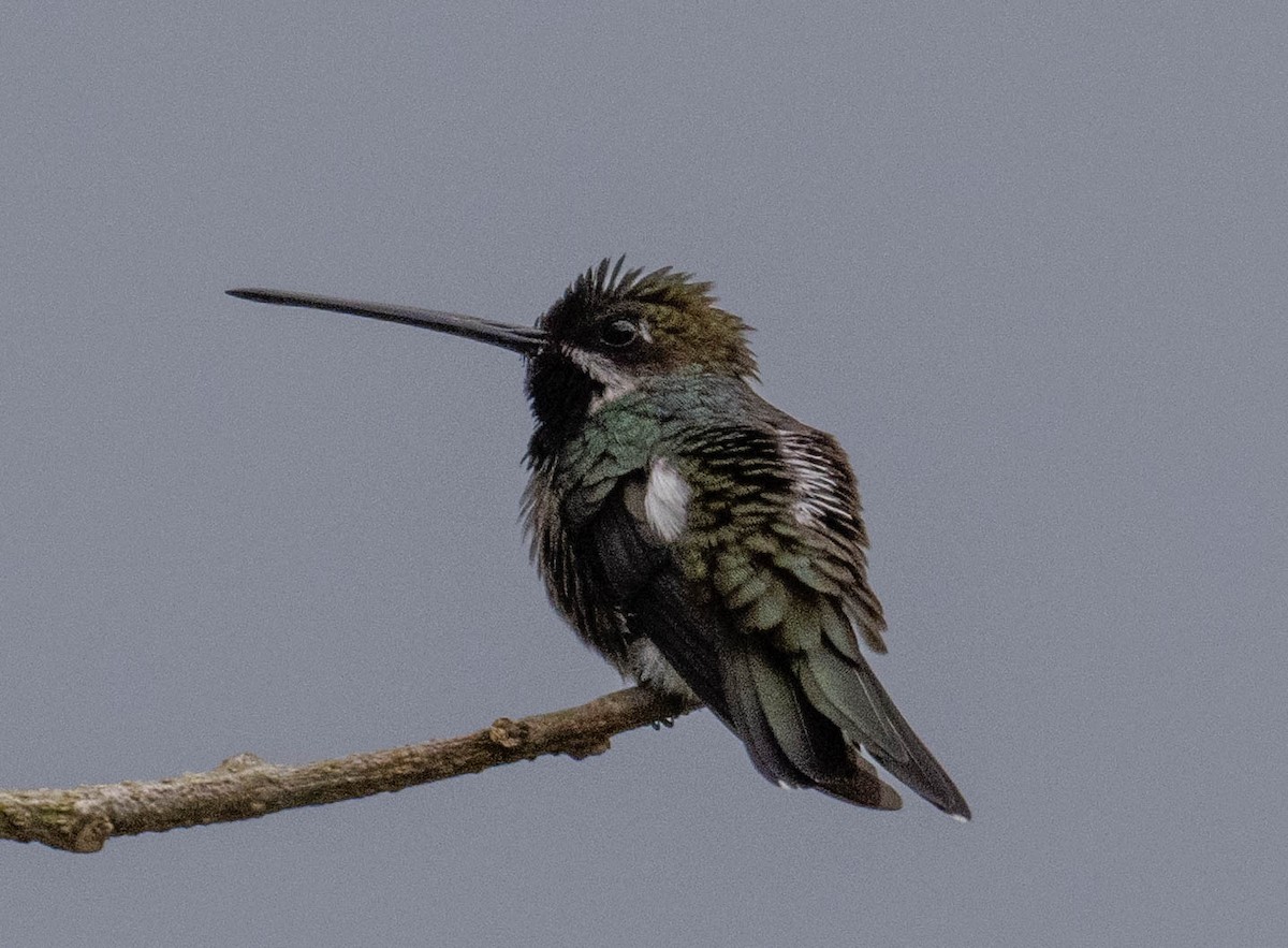 Колібрі-янгол синьоголовий - ML646718549