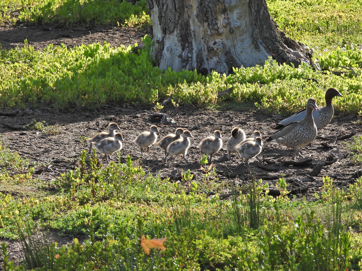 Mähnenente - ML646718550