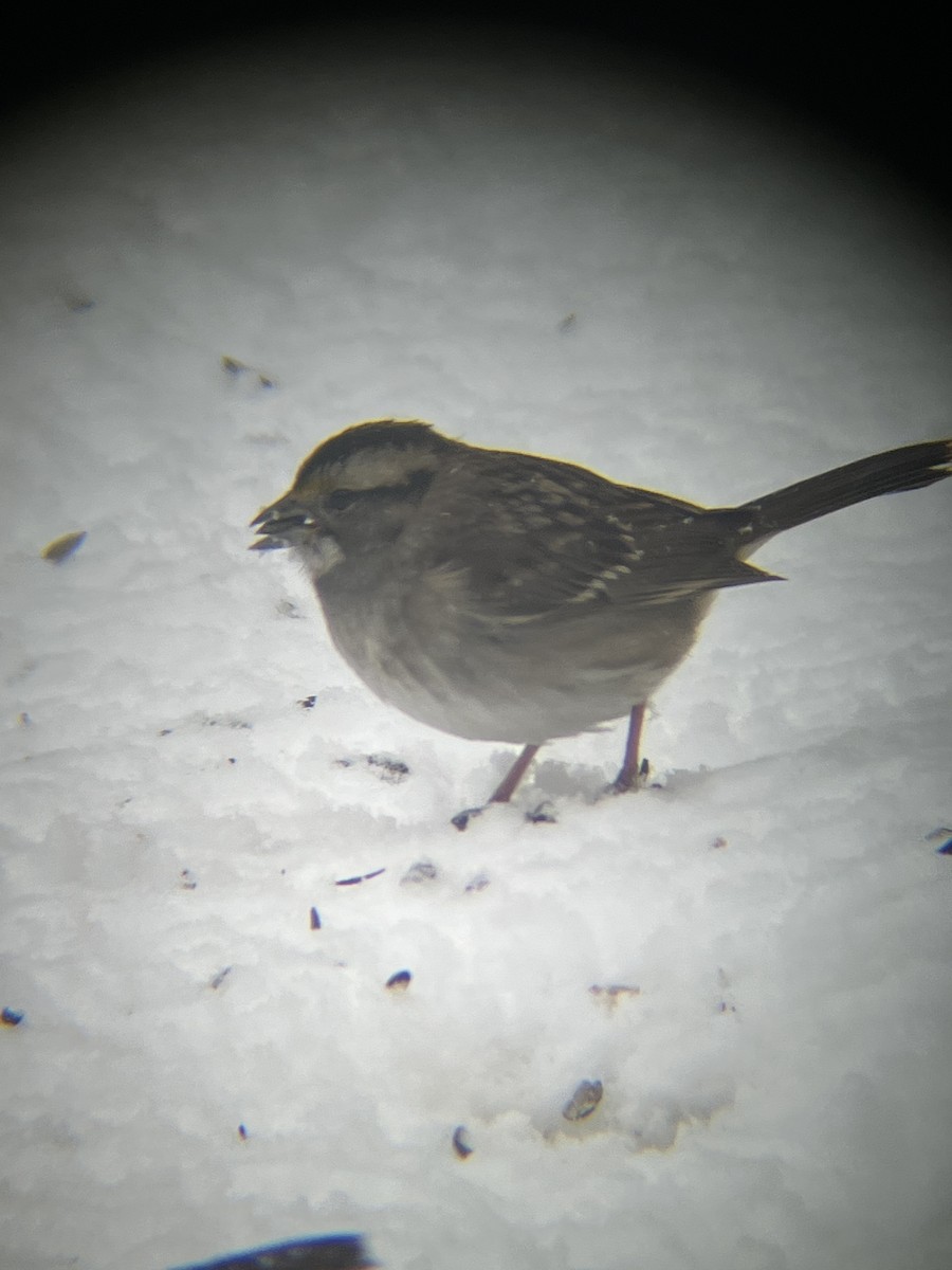 ノドジロシトド - ML646718552