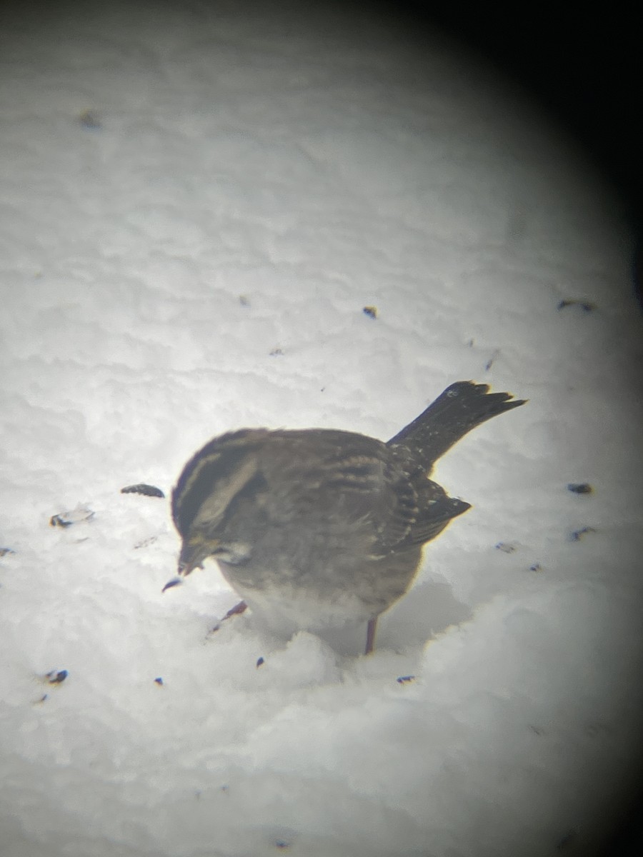 ノドジロシトド - ML646718553