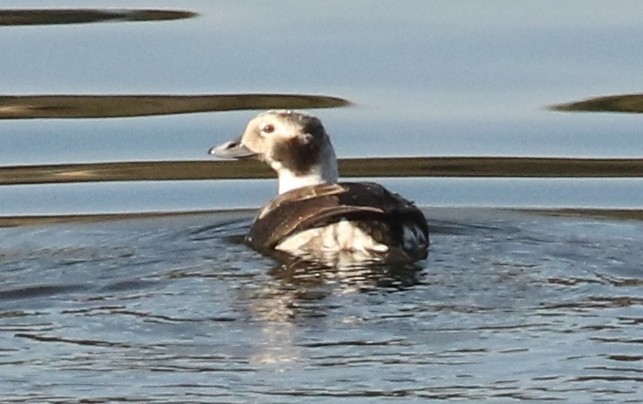 ברווז קרח - ML646718554