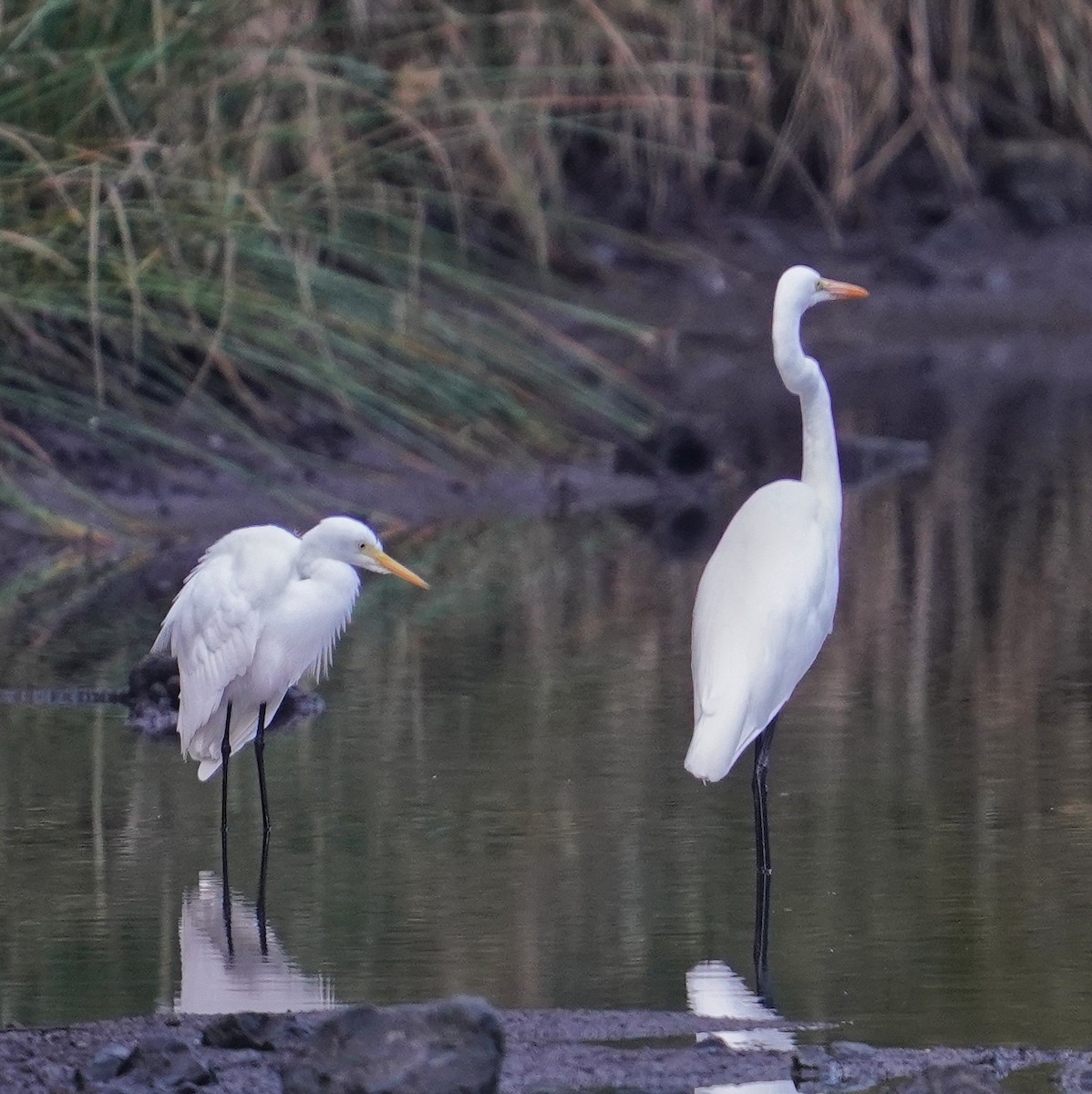 Medium Egret - ML646718556