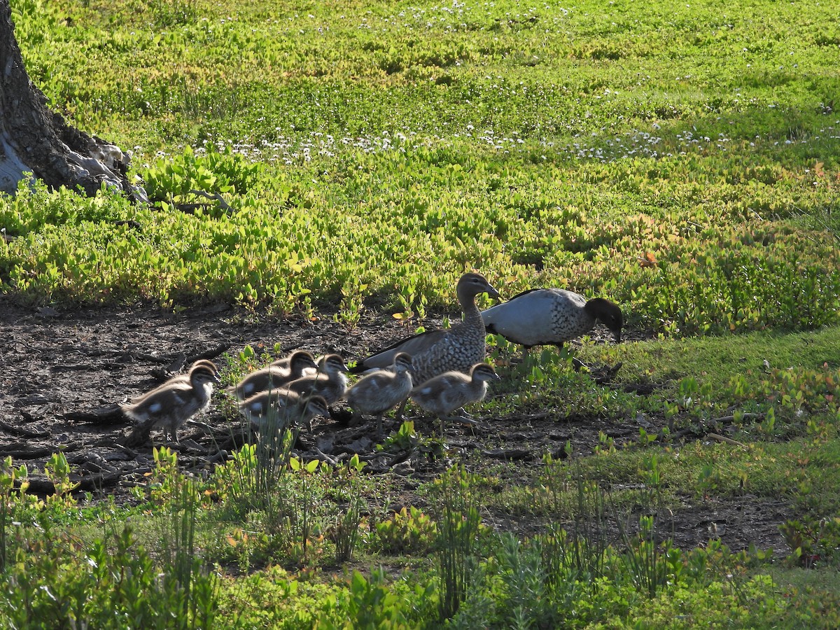 Mähnenente - ML646718557