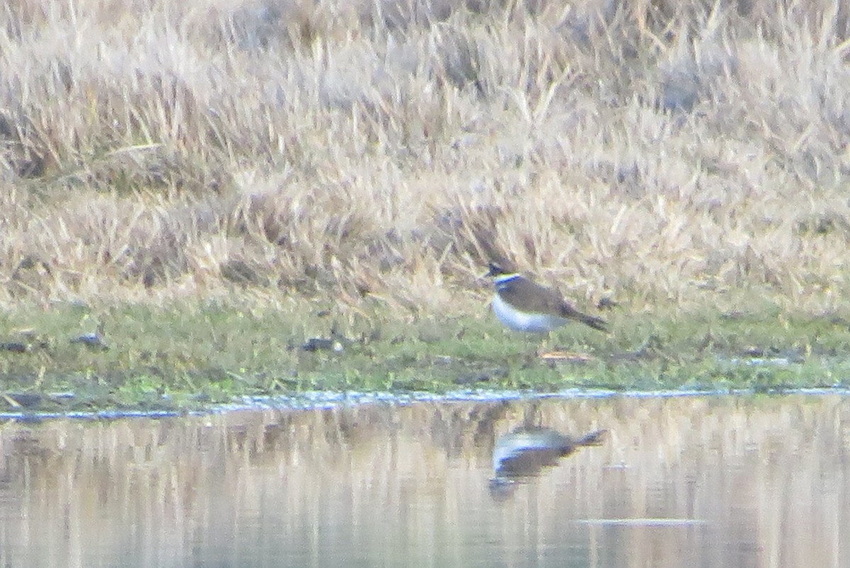 kulík rezavoocasý - ML646718559