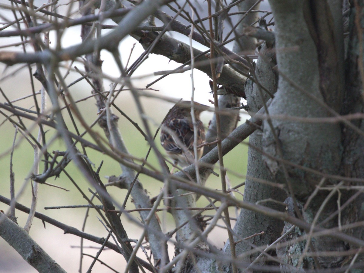 gresshoppespurv - ML646718570