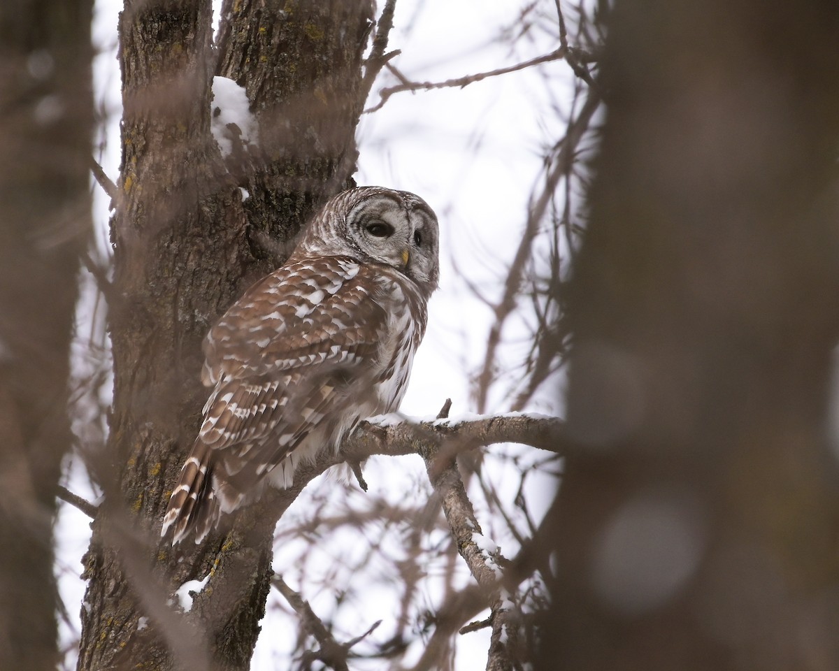 Barred Owl - ML646718573