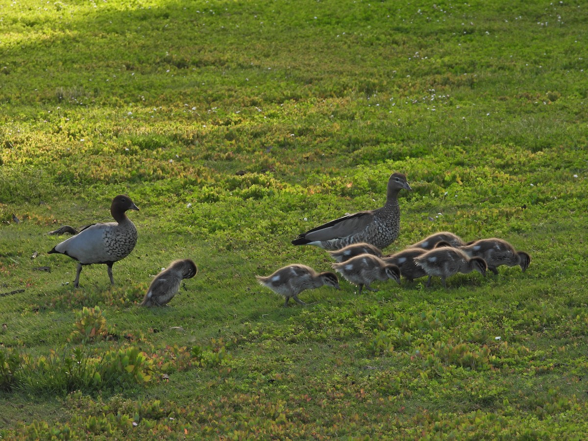 Mähnenente - ML646718574