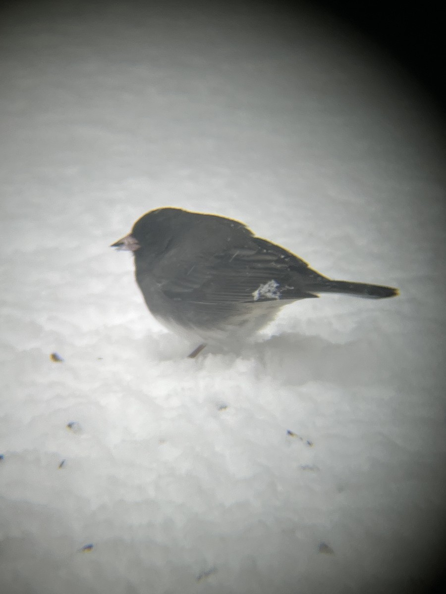 ユキヒメドリ（hyemalis／carolinensis） - ML646718576