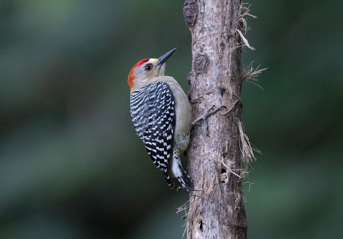 Гіла мала - ML646718577