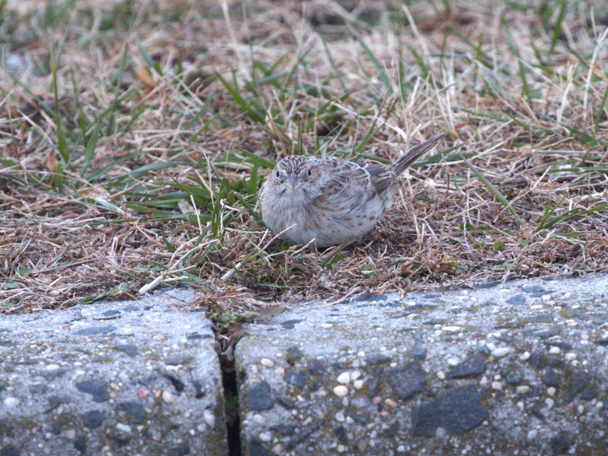 apasjespurv - ML646718580