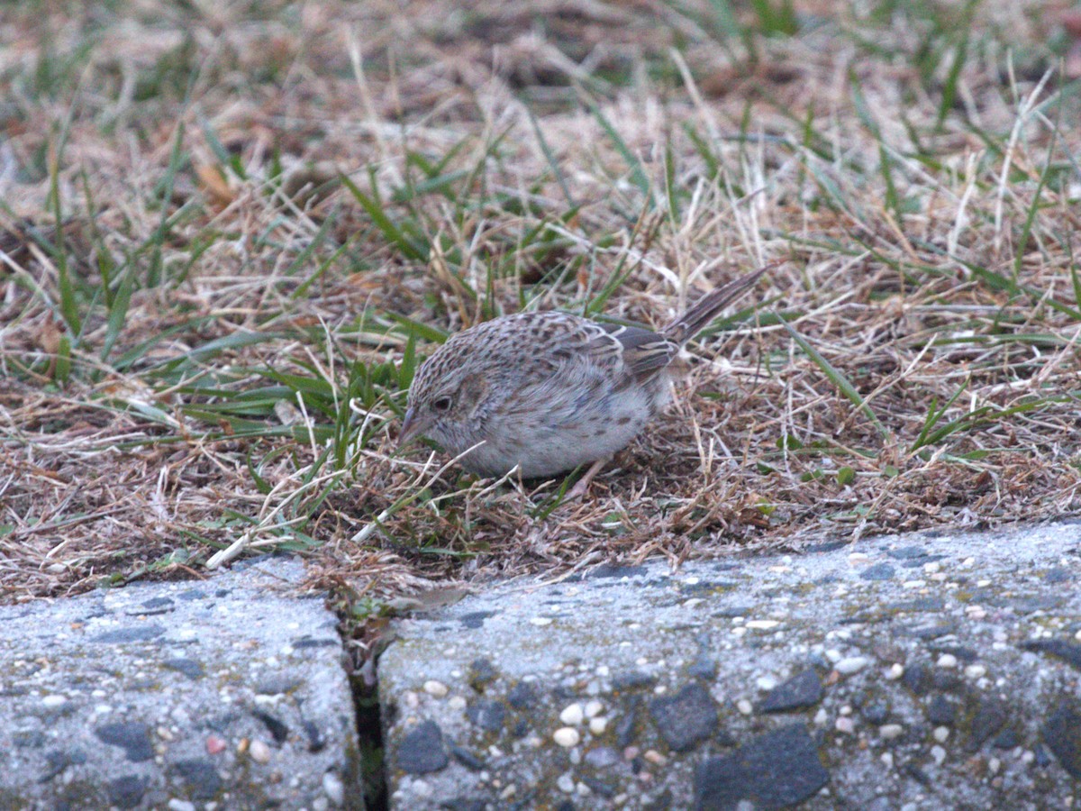 apasjespurv - ML646718581