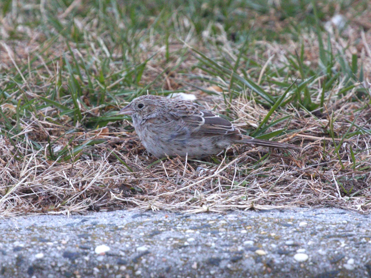 apasjespurv - ML646718582