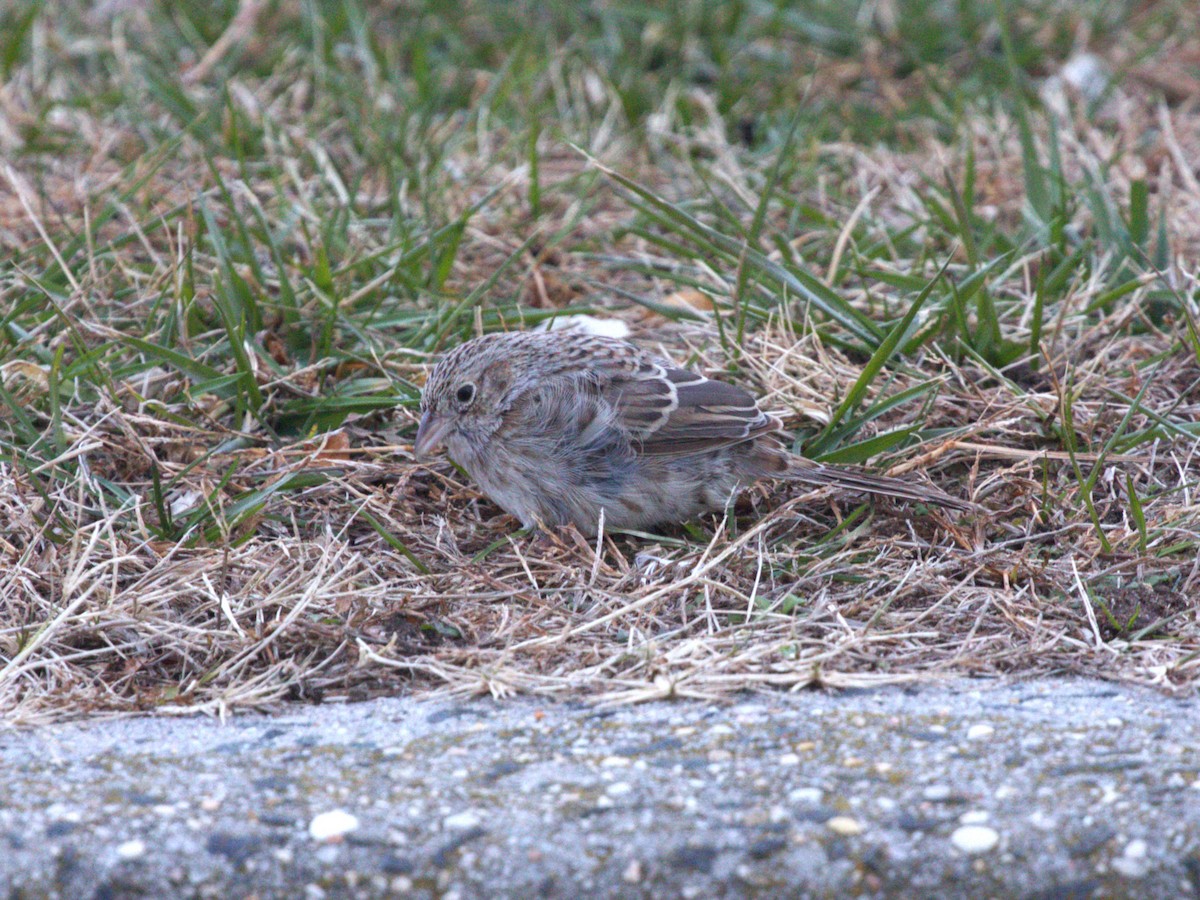 apasjespurv - ML646718583