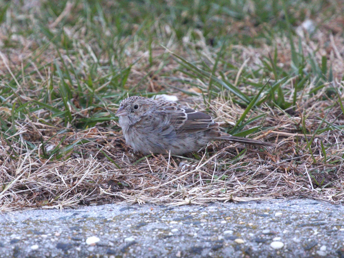 apasjespurv - ML646718584