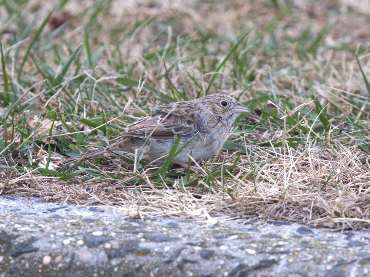 apasjespurv - ML646718585