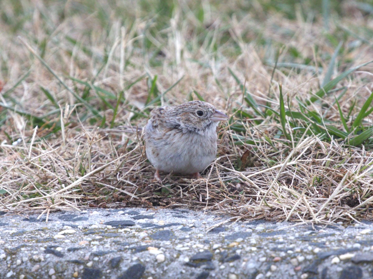 apasjespurv - ML646718586