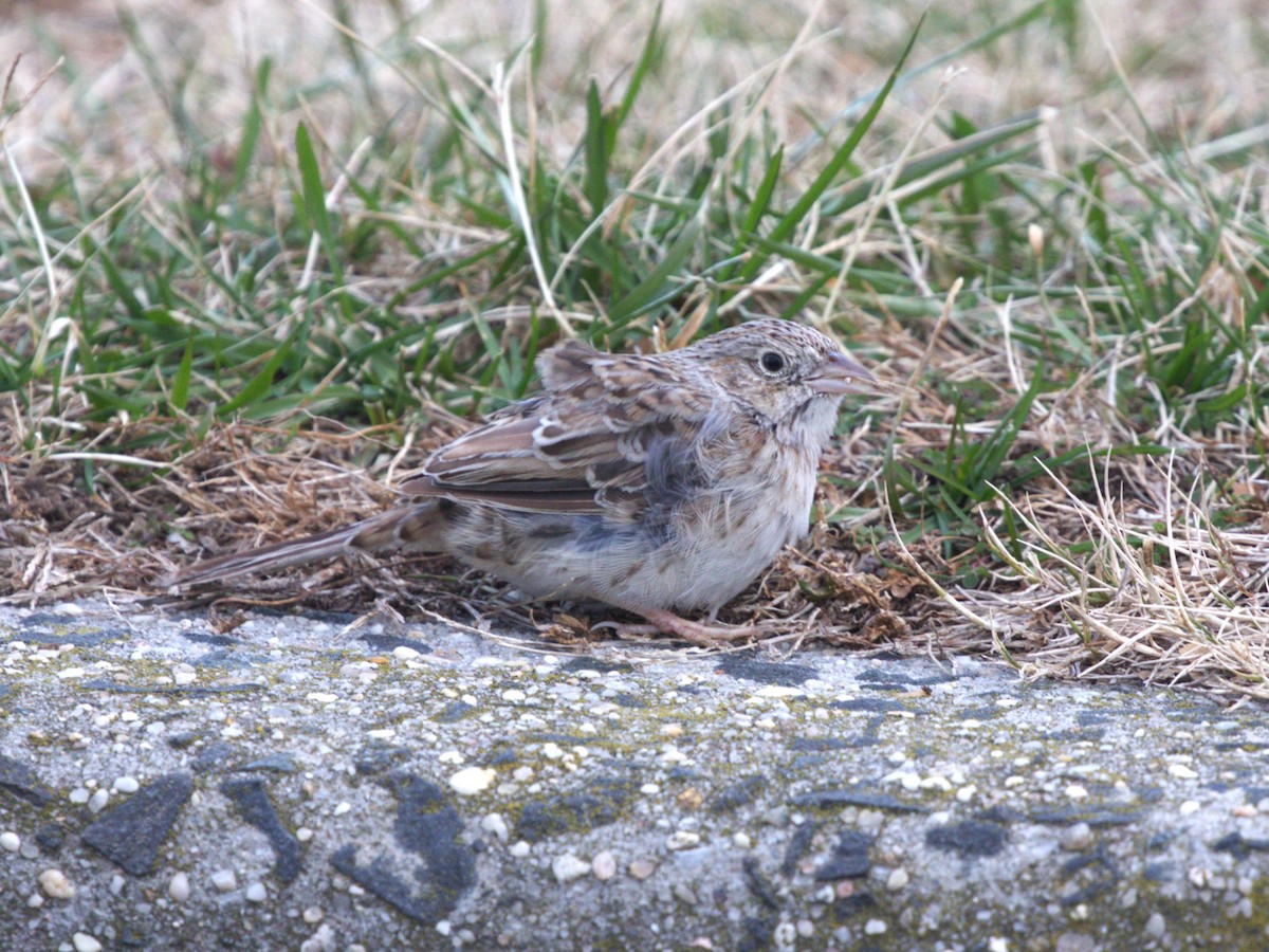 apasjespurv - ML646718589