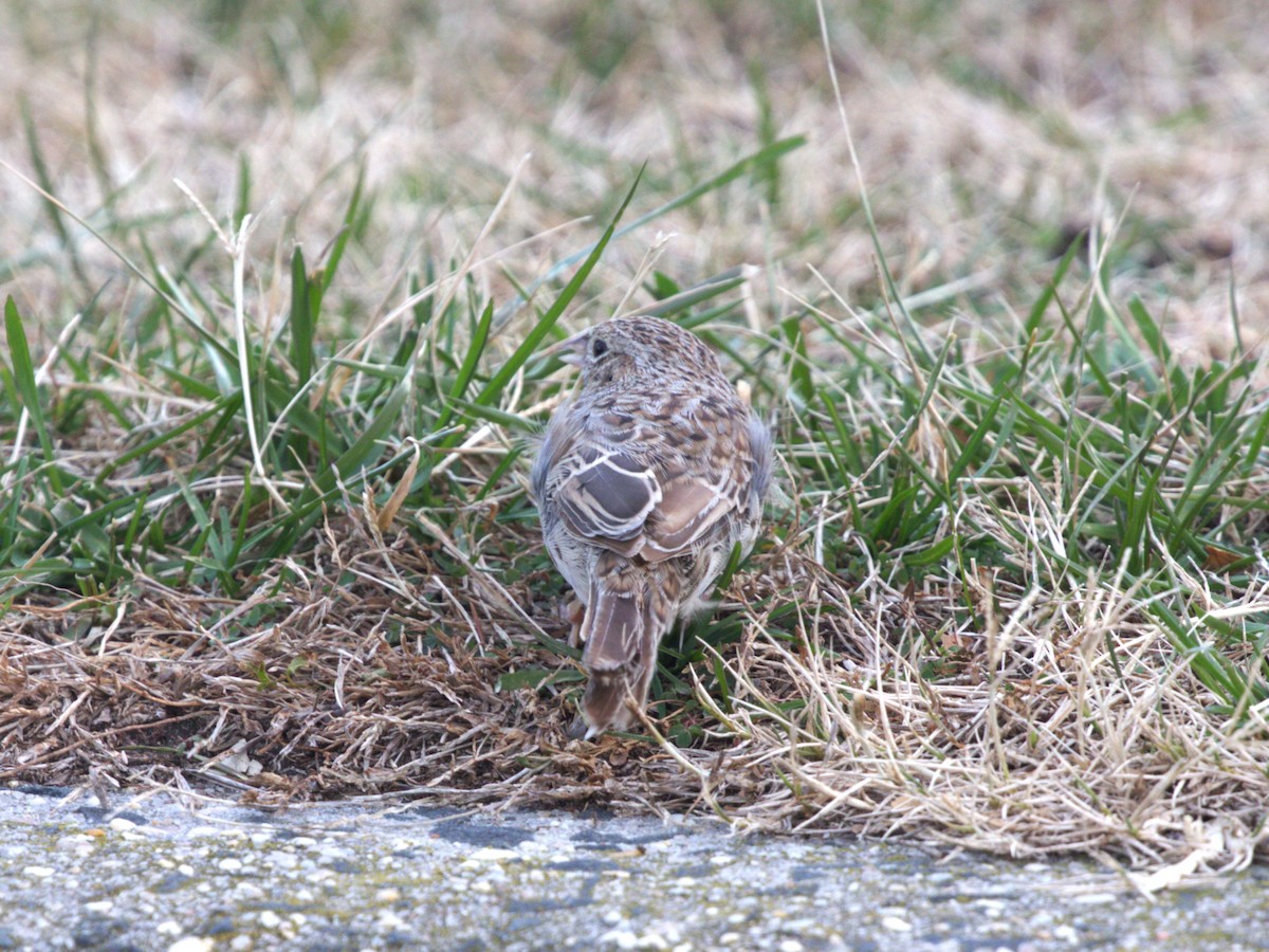 apasjespurv - ML646718590