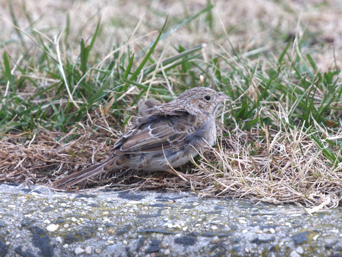 apasjespurv - ML646718591