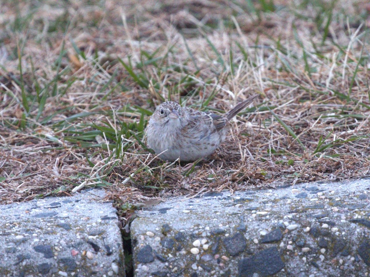 apasjespurv - ML646718592