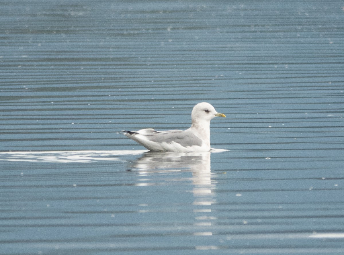 Short-billed Gull - ML646718594