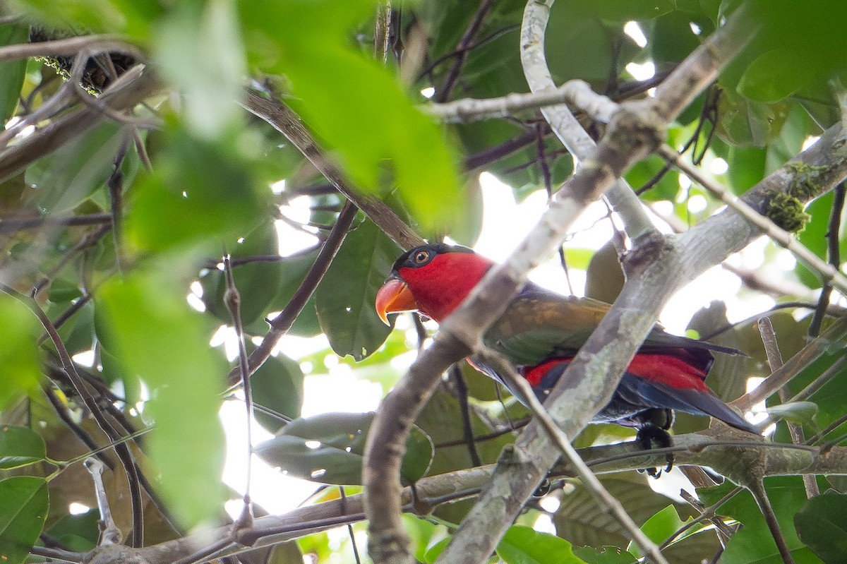 オトメズグロインコ - ML646718595
