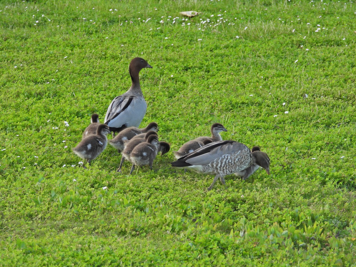 Mähnenente - ML646718596