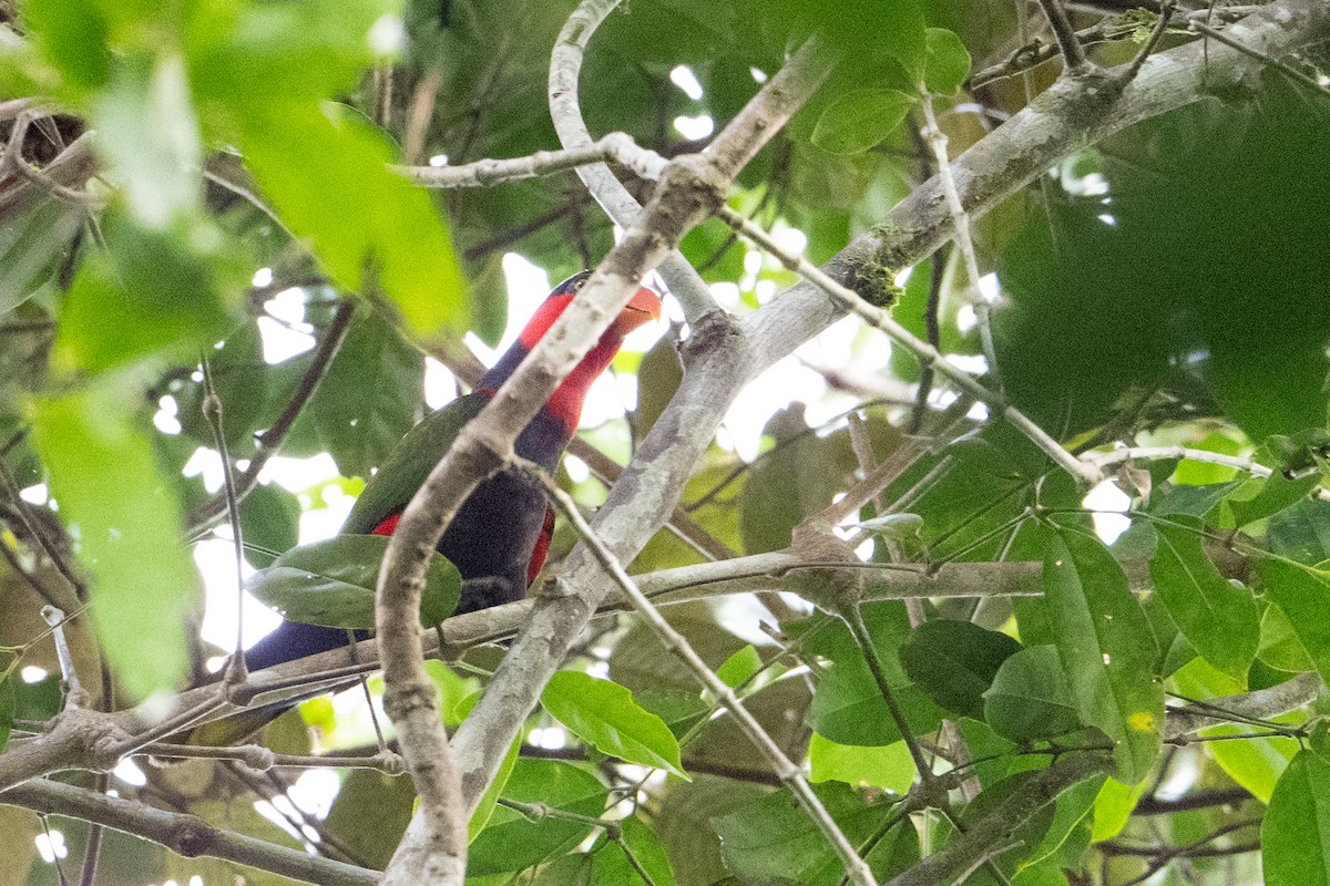 オトメズグロインコ - ML646718597