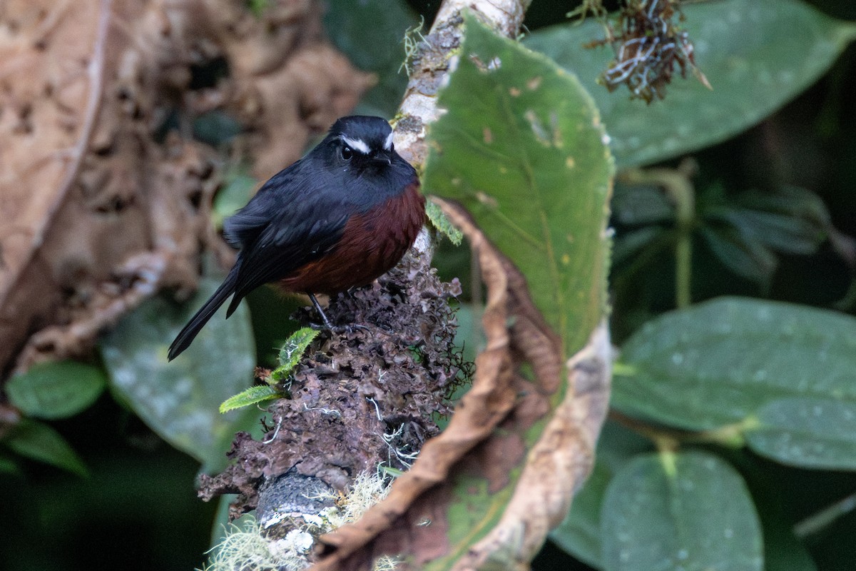 Chestnut-bellied Chat-Tyrant - ML646718598